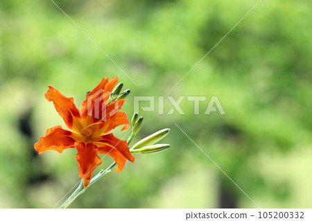 甘草 甘草 105200332