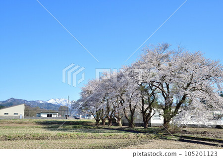 Cherry blossoms in Kurikino Shinden, Tainai City (Niigata Prefecture) 105201123