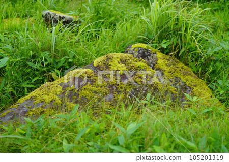 長滿草的岩石 105201319