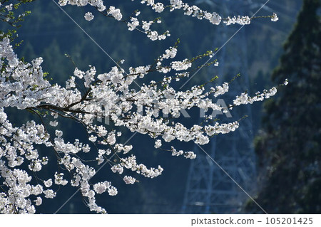 櫻花圖像 櫻花圖像 105201425