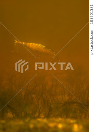 We estimate spoon-bait We estimate spoon-bait 105201581