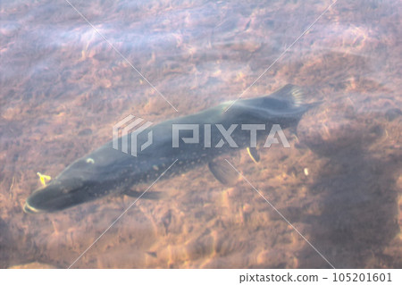 ery large 10 kg pike underwater with a spoon ery large 10 kg pike underwater with a spoon 105201601