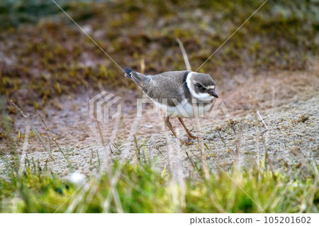 Ringed Plover 105201602