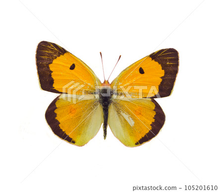 Colias erate Colias erate 105201610