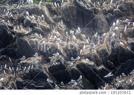 Brunnich's guillemots sitting on nesting ledges Brunnich's guillemots sitting on nesting ledges 105201611