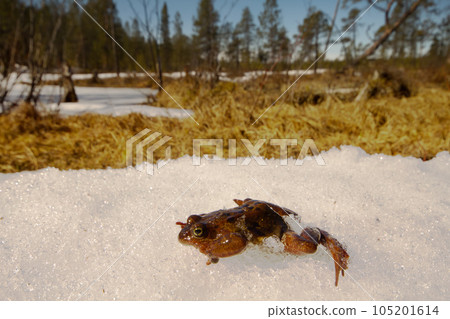 Spring. The revival of frog Spring. The revival of frog 105201614