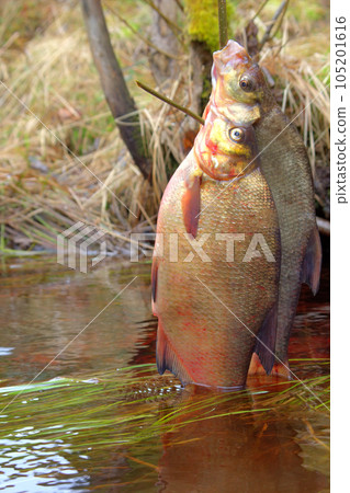 Fresh fish and old ways of its preservation 4. Bream 105201616