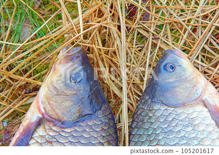 two animals carp fishing catch on the grass. two animals carp fishing catch on the grass. 105201617