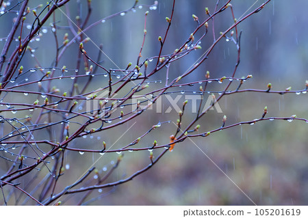 Fringe of  rain drops and mist on  green branches of  tree 105201619