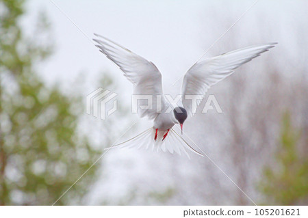 Hunting behavior. Arctic tern scans for prey transfixed on spot 2 Hunting behavior. Arctic tern scans for prey transfixed on spot 2 105201621