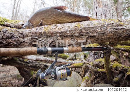 bream from the forest lake bream from the forest lake 105201652