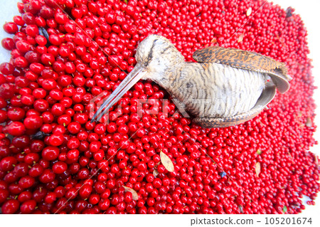 hunting scene bird with red berries hunting scene bird with red berries 105201674