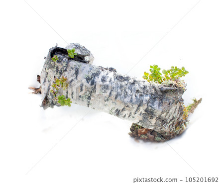 spring stump of a very old and natural on a white background spring stump of a very old and natural on a white background 105201692