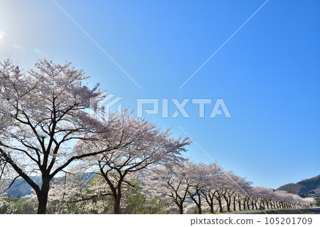 Row of cherry blossom trees in Natsui, Tainai City (Niigata Prefecture) 105201709