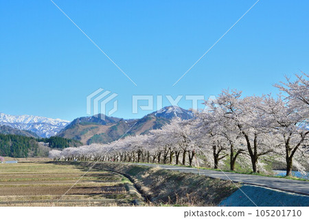 Row of cherry blossom trees in Natsui, Tainai City (Niigata Prefecture) 105201710