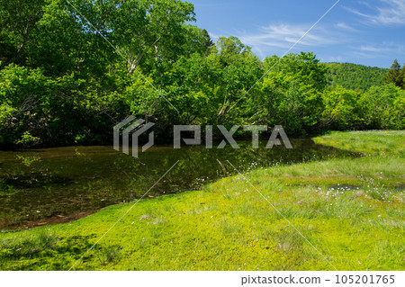 Hakkoda Mountain Summer Paradise Swamp Hakkoda Mountain Summer Paradise Swamp 105201765