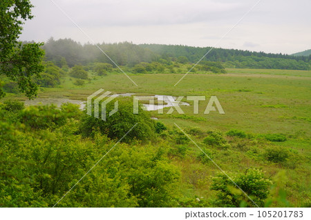 Early summer in Yashima Marsh Early summer in Yashima Marsh 105201783