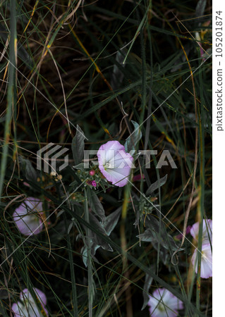 Purple Alpine Fireweed. ield of blooming sally flowers. 105201874