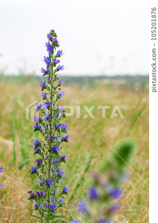 Purple Alpine Fireweed. ield of blooming sally flowers. Purple Alpine Fireweed. ield of blooming sally flowers. 105201876