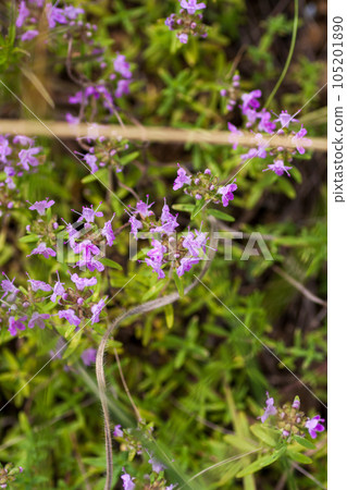 Blooming thyme plant Thyme herb grows in the garden. Organic herb green thyme. 105201890