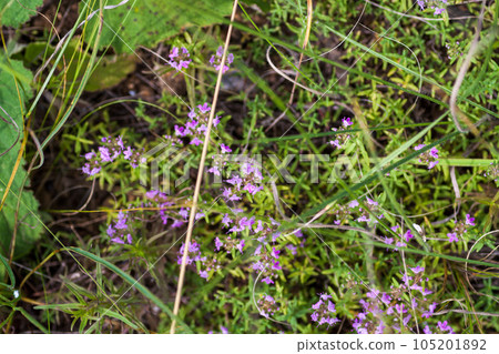 Blooming thyme plant Thyme herb grows in the garden. Organic herb green thyme. Blooming thyme plant Thyme herb grows in the garden. Organic herb green thyme. 105201892