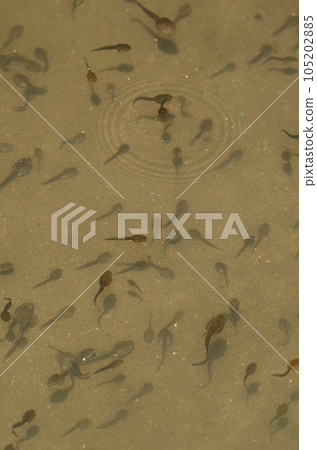Forest tree frog (tadpole) Forest tree frog (tadpole) 105202885