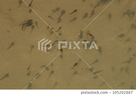 Forest tree frog (tadpole) Forest tree frog (tadpole) 105202887