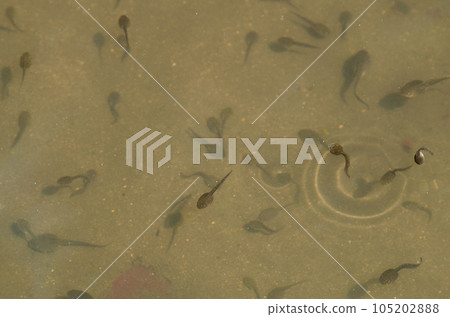 Forest tree frog (tadpole) Forest tree frog (tadpole) 105202888