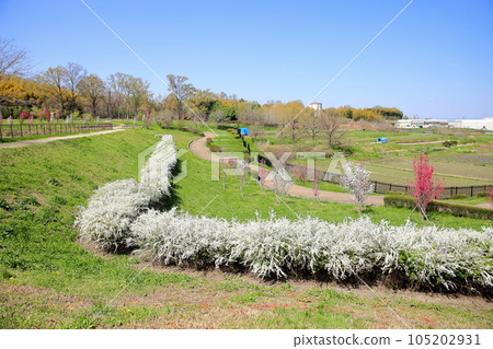 Flower embankment of the willow tree Flower embankment of the willow tree 105202931