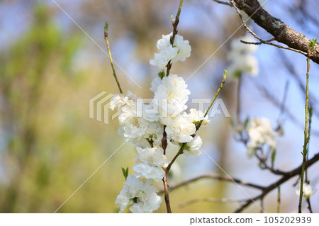Peach blossoms Peach blossoms 105202939