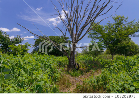 草叢中用輪胎製成的鞦韆 105202975