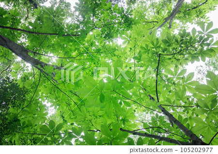 七葉樹葉子抬頭 105202977
