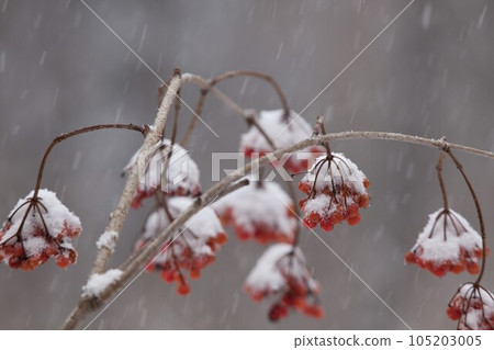 蓼科高原的花楸樹上積雪 蓼科高原的花楸樹上積雪 105203005
