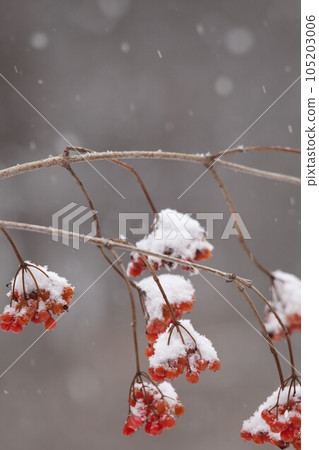 蓼科高原的花楸樹上積雪 105203006
