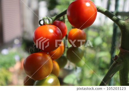 Mini tomato at home garden 105203123