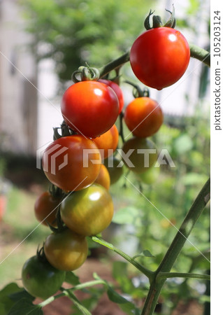Mini tomato at home garden 105203124