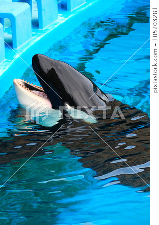 名古屋港水族館的虎鯨 名古屋港水族館的虎鯨 105203281