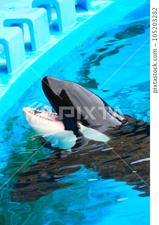 名古屋港水族館的虎鯨 名古屋港水族館的虎鯨 105203282
