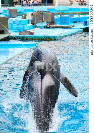名古屋港水族館的虎鯨 名古屋港水族館的虎鯨 105203361