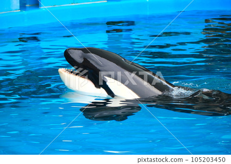 名古屋港水族館的虎鯨 105203450