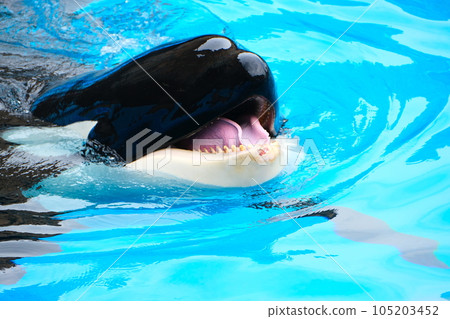 Killer whales at Nagoya Port Aquarium 105203452