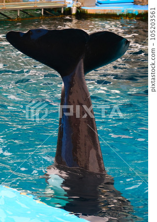 名古屋港水族館的虎鯨 名古屋港水族館的虎鯨 105203561