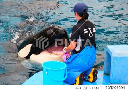 Killer whales at Nagoya Port Aquarium 105203694