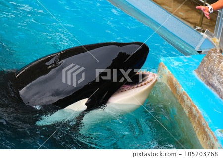 Killer whales at Nagoya Port Aquarium Killer whales at Nagoya Port Aquarium 105203768