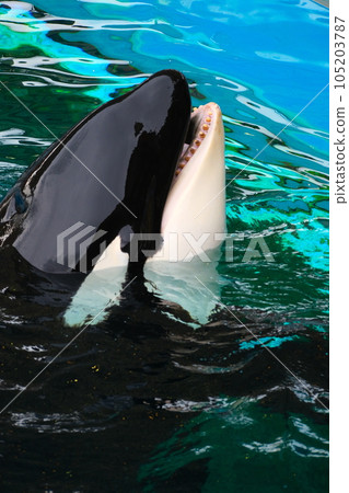 Killer whales at Nagoya Port Aquarium 105203787
