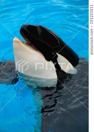 名古屋港水族館的虎鯨 名古屋港水族館的虎鯨 105203811