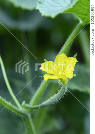 Cucumber flowers 105203994
