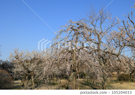 早春的水戶偕樂園（梅花盛開） 105204033