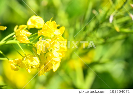 景觀與油菜花 景觀與油菜花 105204071