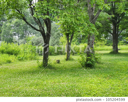 Shichiku garden scenery Shichiku garden scenery 105204599